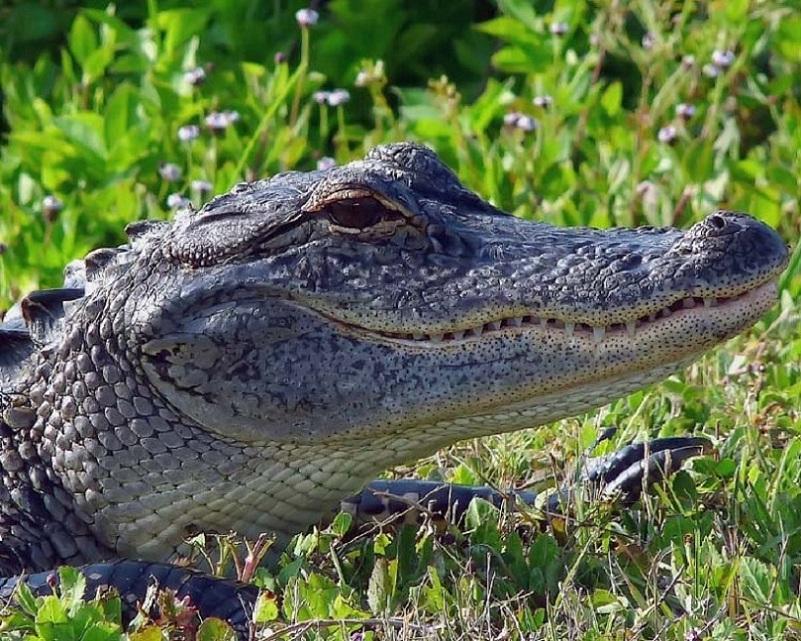crocodile_ou_alligator-984093
