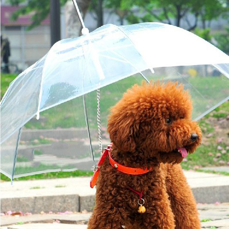 зонт для собаки