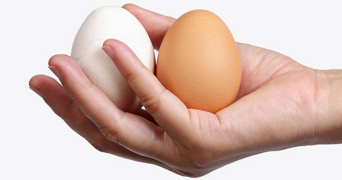 Болит тянет яичко. Яйцо в руке. Два куриных яйца в руке. Куриное яйцо в руке.