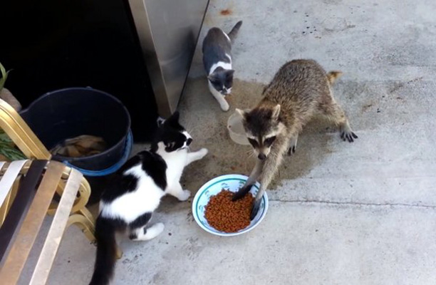 Raccoon-Stealing-Cat-Food