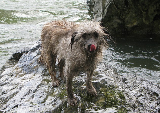 Wet-Dog